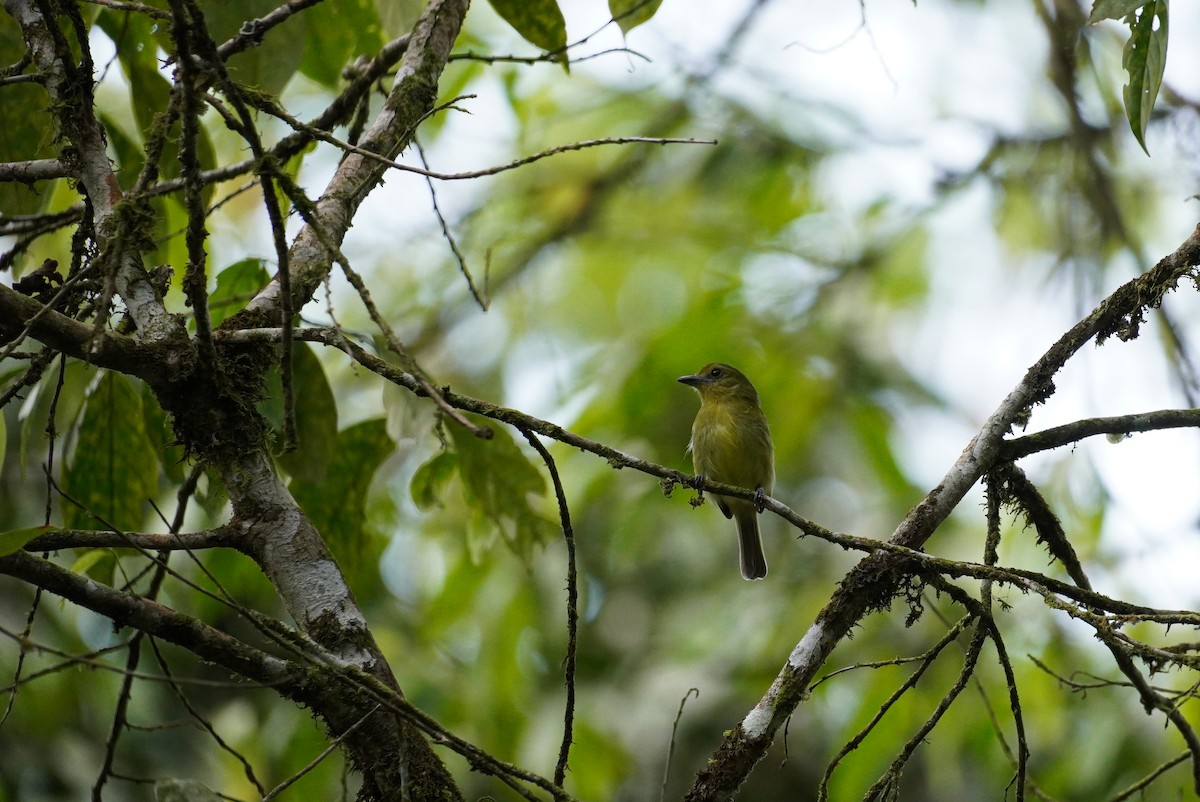 Olive-faced Flatbill - ML616339293