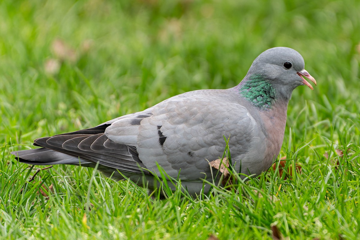 eBird Checklist 19 Mar 2024 Kensington Gardens (Kensington) 34