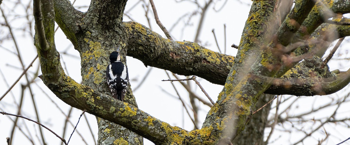 Great Spotted Woodpecker (Great Spotted) - ML616339430