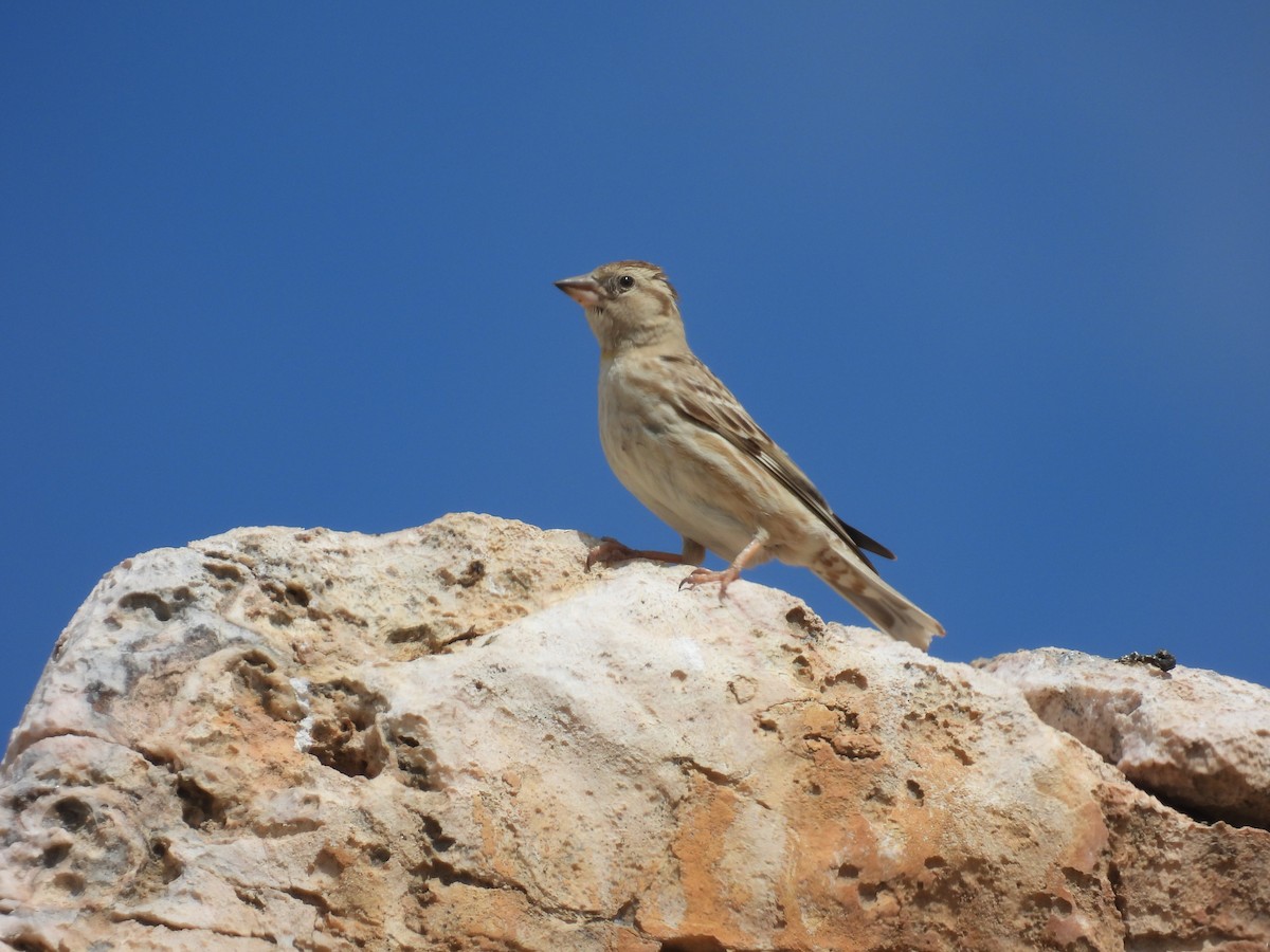 Rock Sparrow - ML616339454