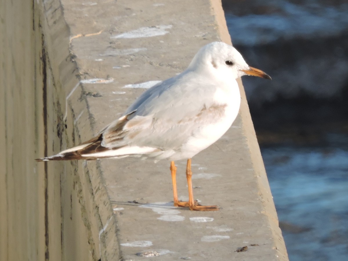 Mouette rieuse - ML616339567
