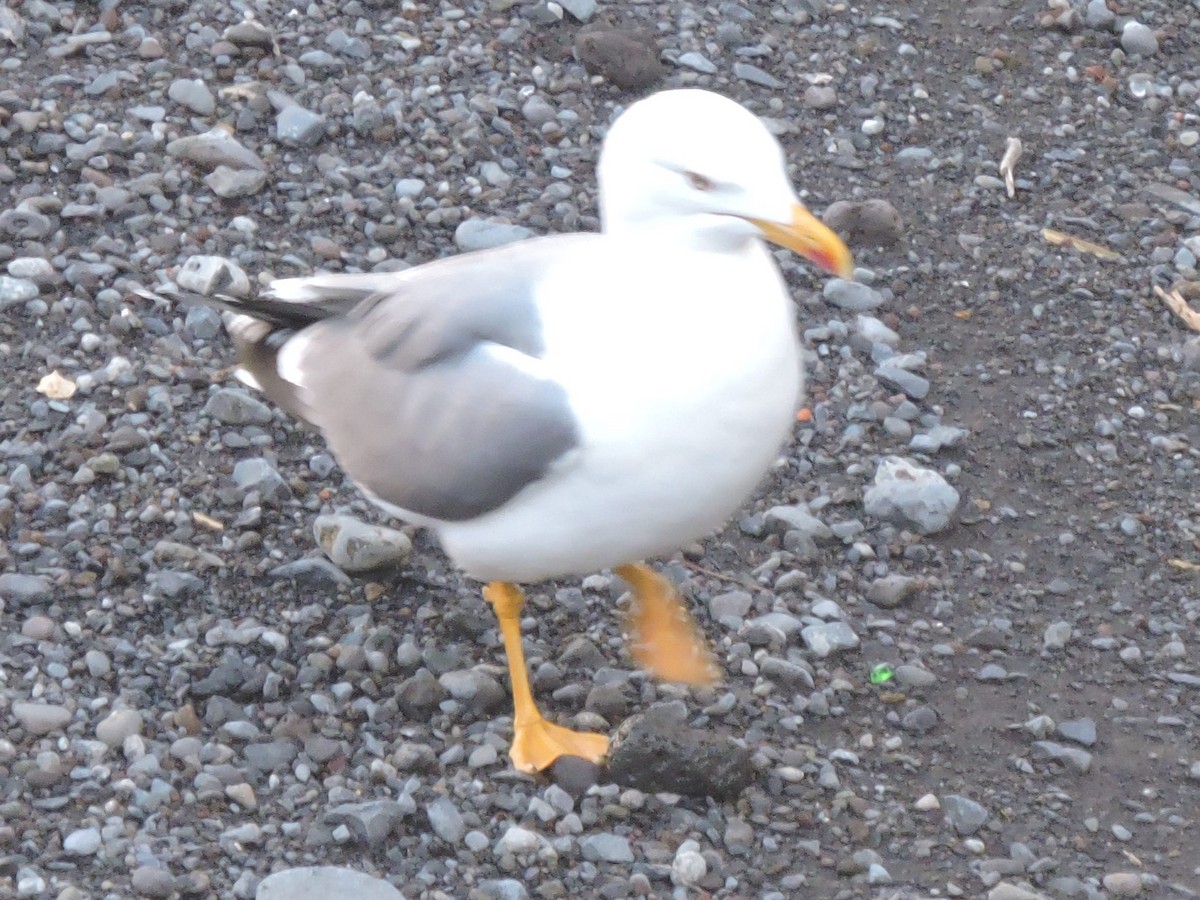 Yellow-legged Gull - Gary Hantsbarger