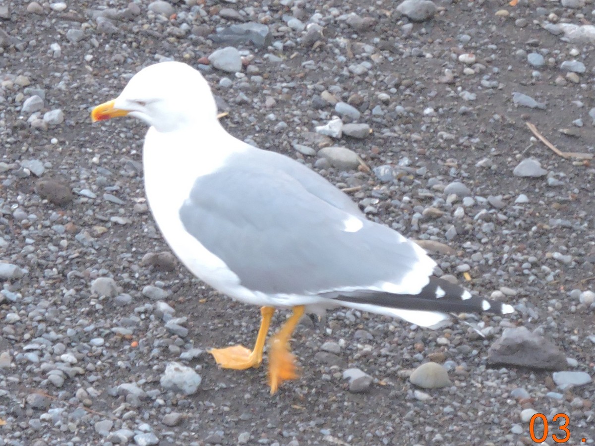 Yellow-legged Gull - ML616339584