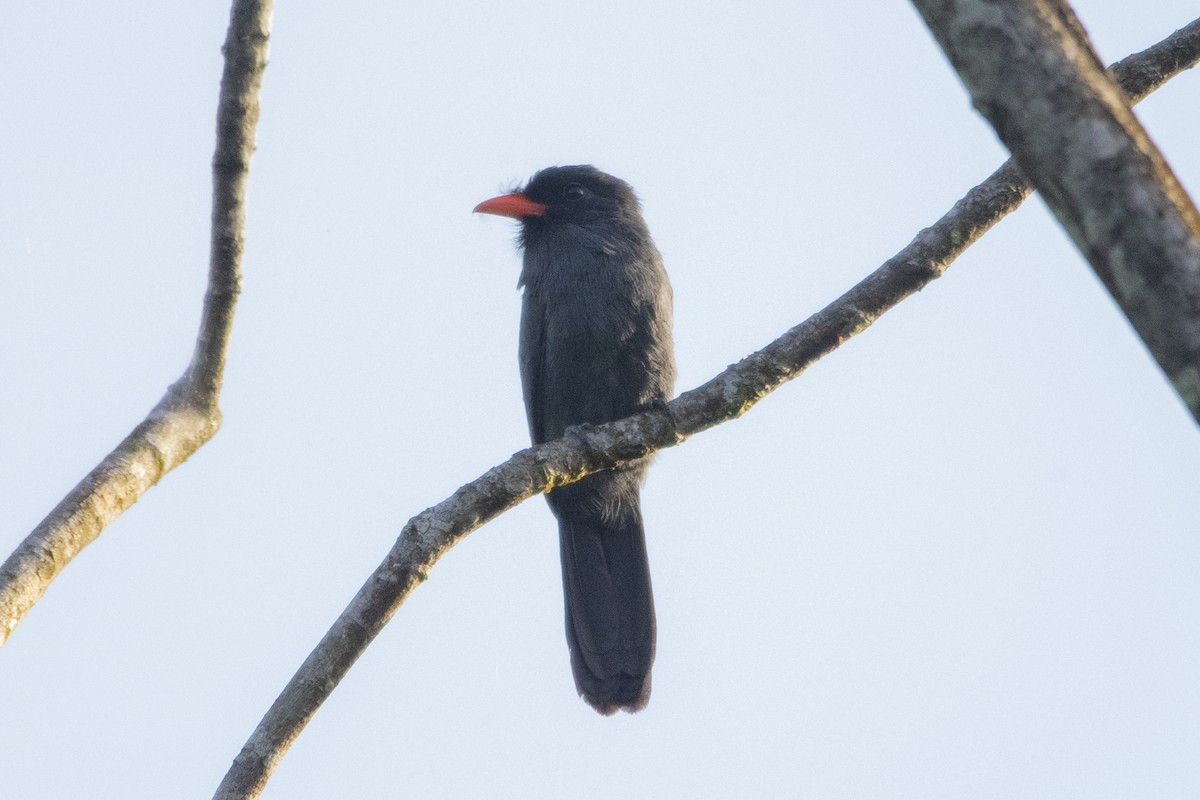 Black-fronted Nunbird - carlos lazo