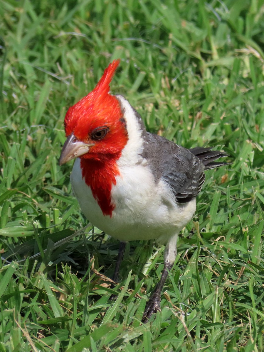 Red-crested Cardinal - Jon G.