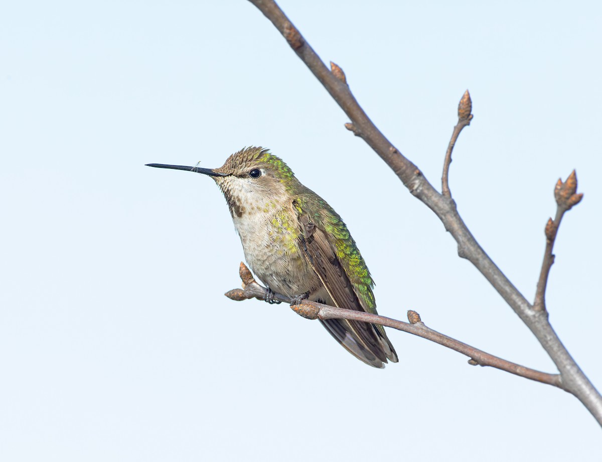 Anna's Hummingbird - ML616339898