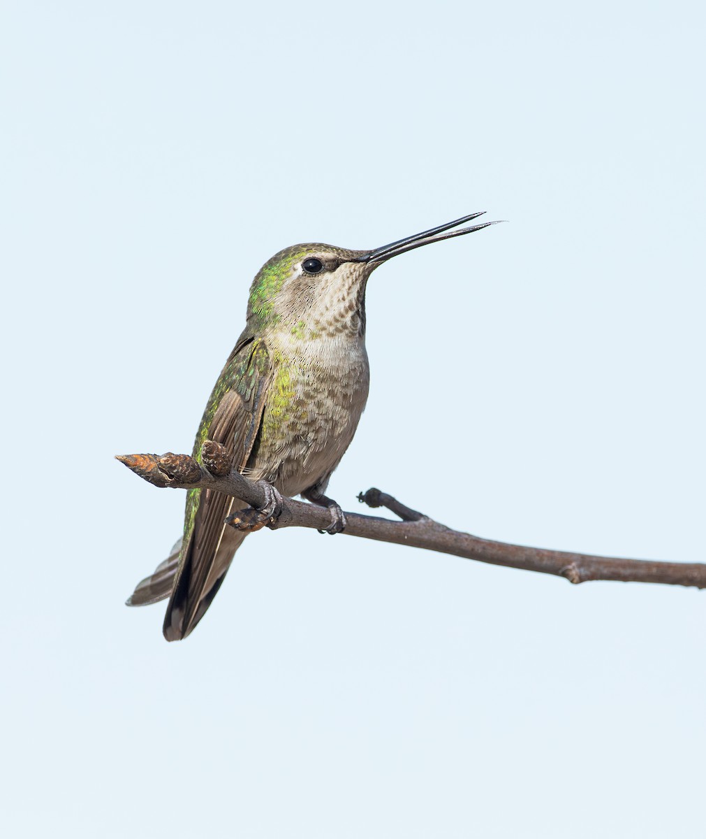 Anna's Hummingbird - ML616339901