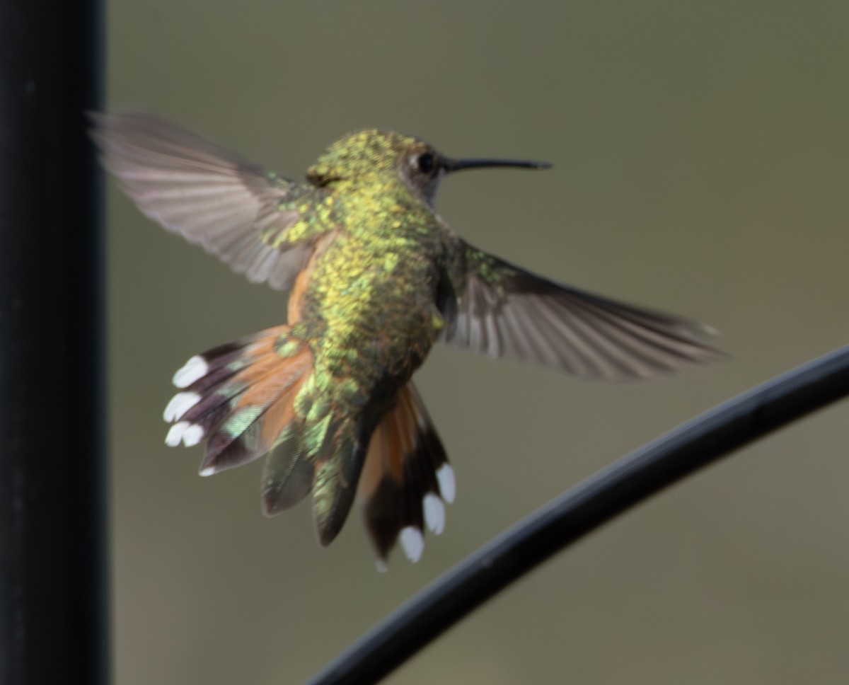 Rufous Hummingbird - Robyn Waayers