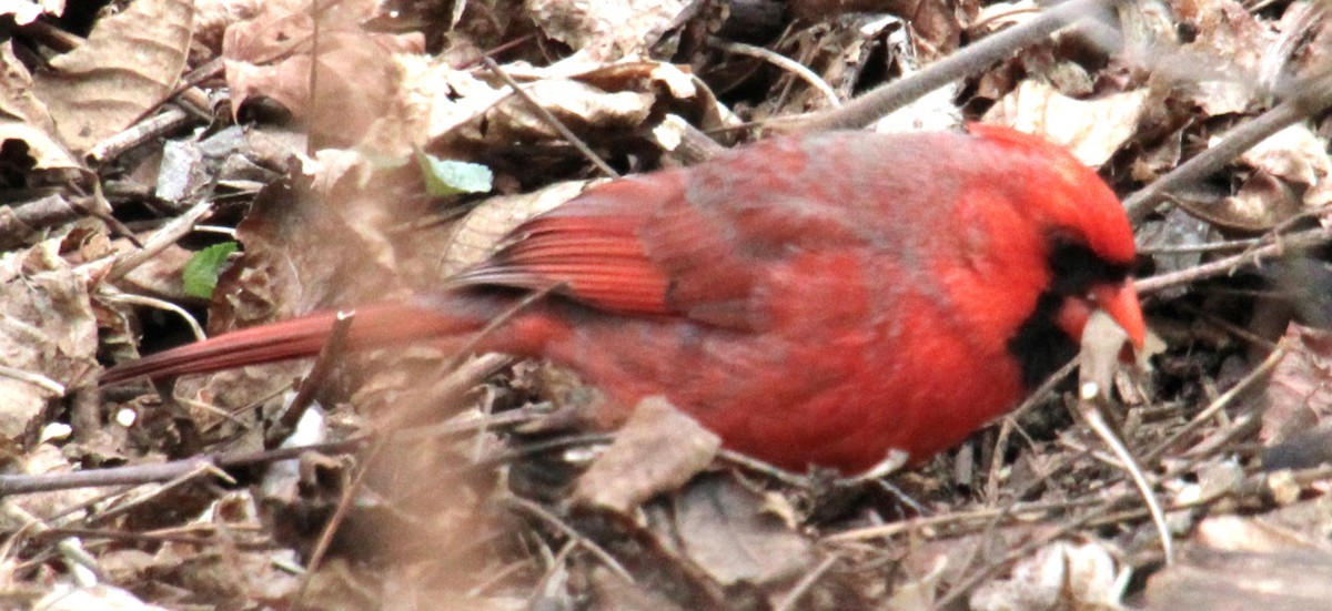 Cardinal rouge - ML616339959