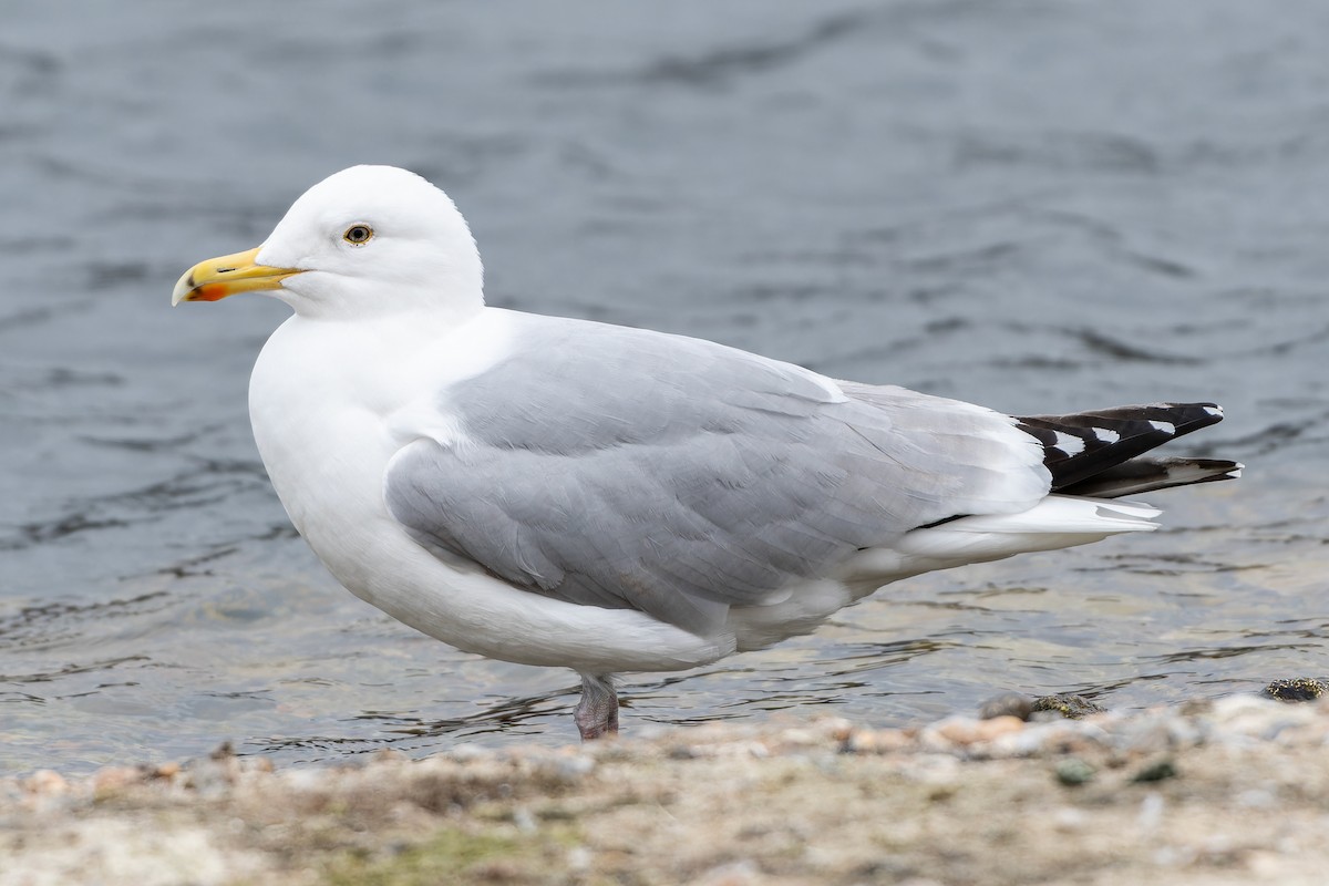 Herring Gull (European) - ML616340037