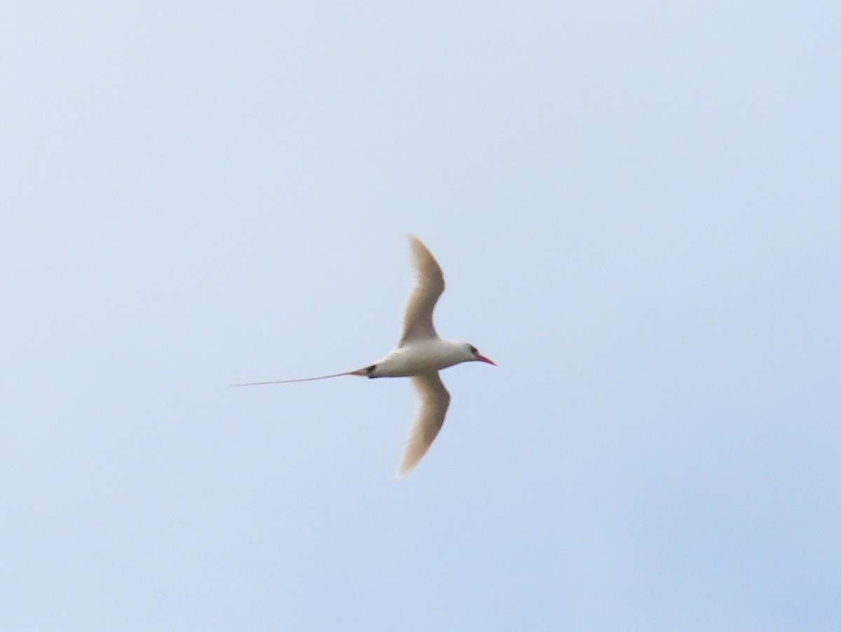 Red-tailed Tropicbird - ML616340063
