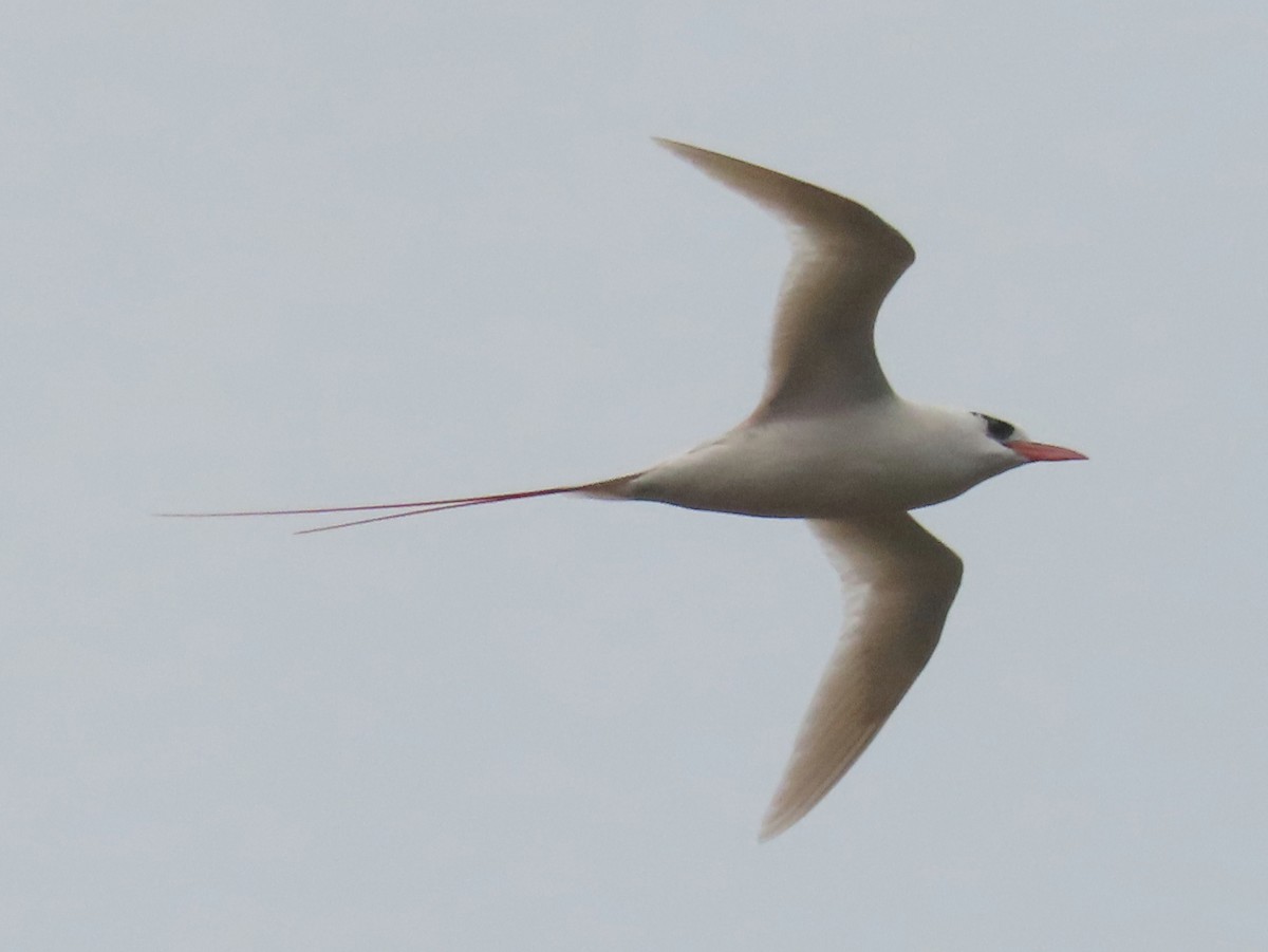 Red-tailed Tropicbird - ML616340064