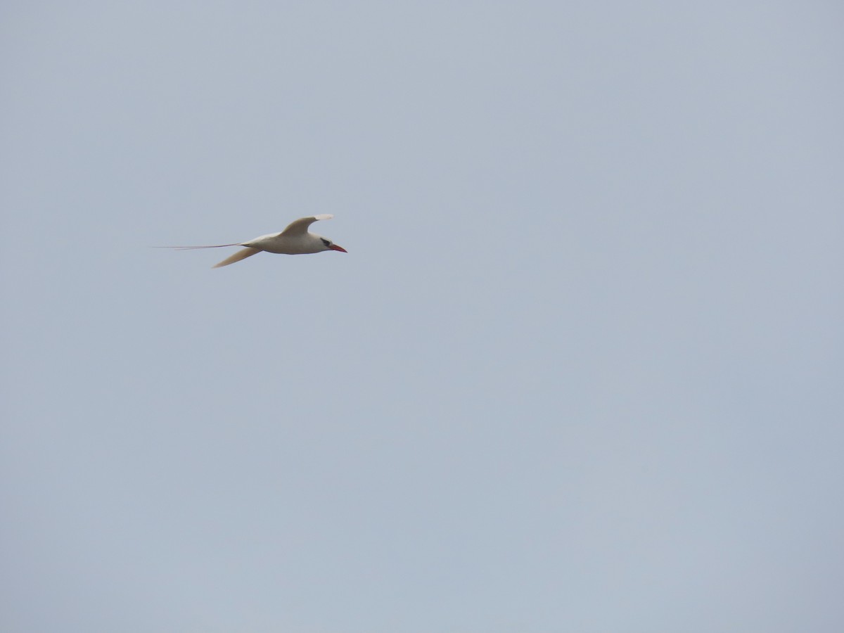 Red-tailed Tropicbird - ML616340065
