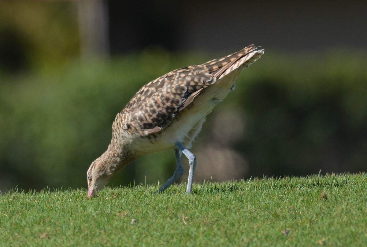 Bristle-thighed Curlew - ML616340074
