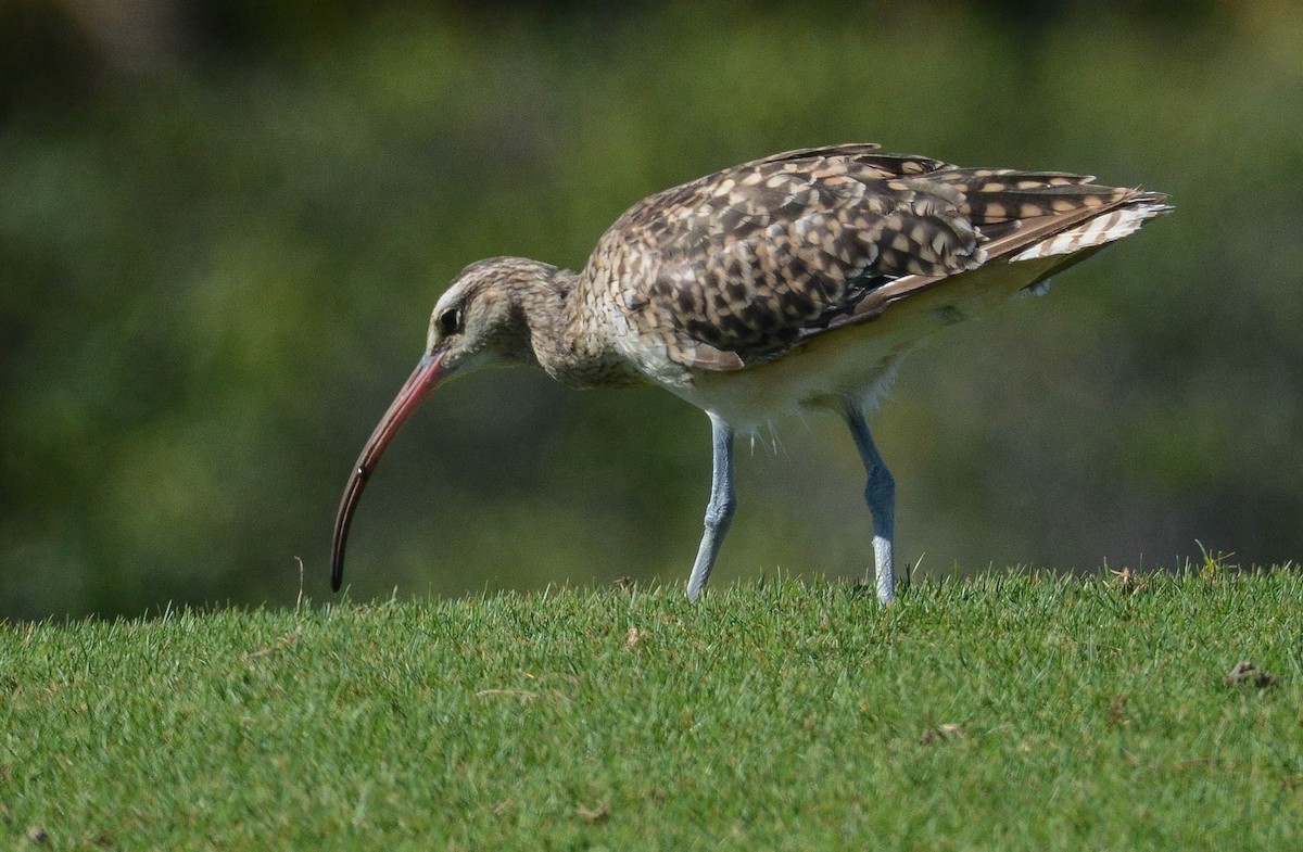 Bristle-thighed Curlew - ML616340076