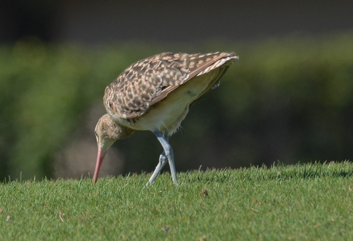 Bristle-thighed Curlew - ML616340077