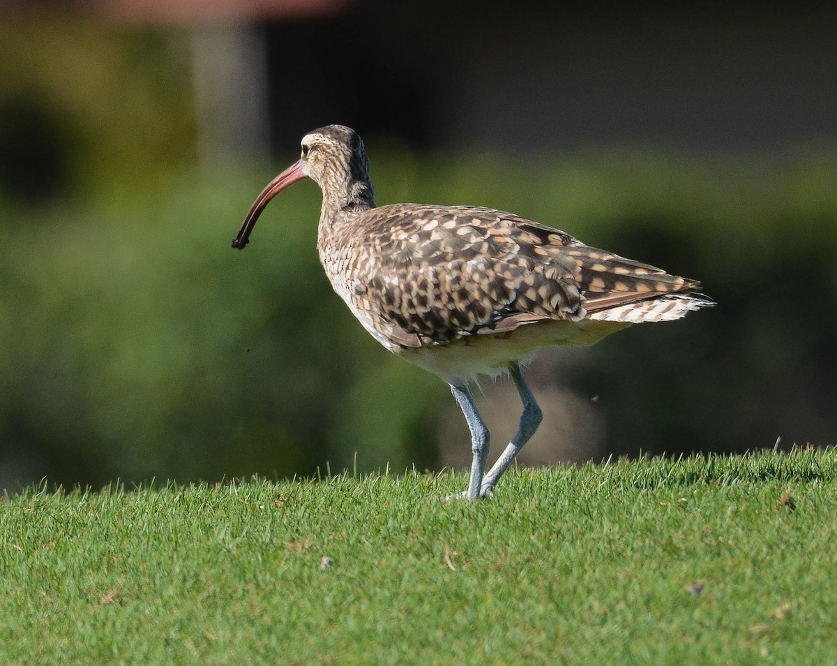 Bristle-thighed Curlew - ML616340078