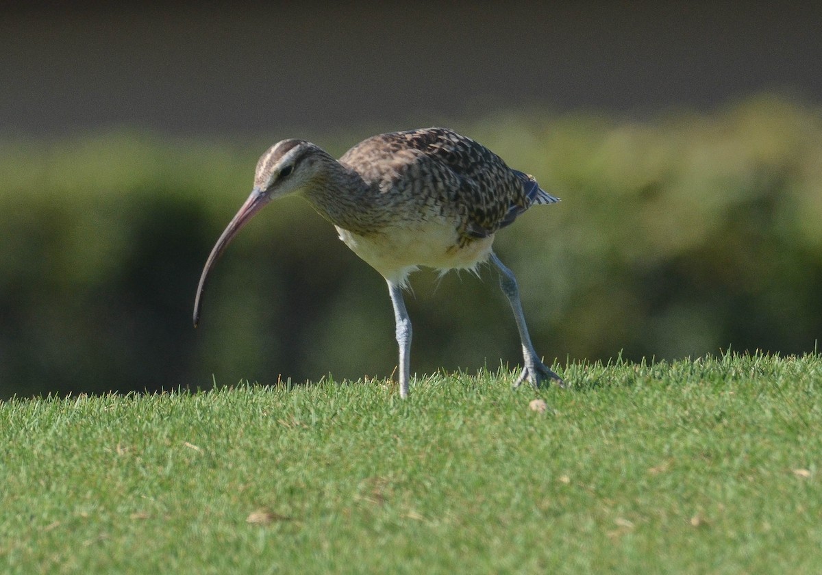 Bristle-thighed Curlew - ML616340079
