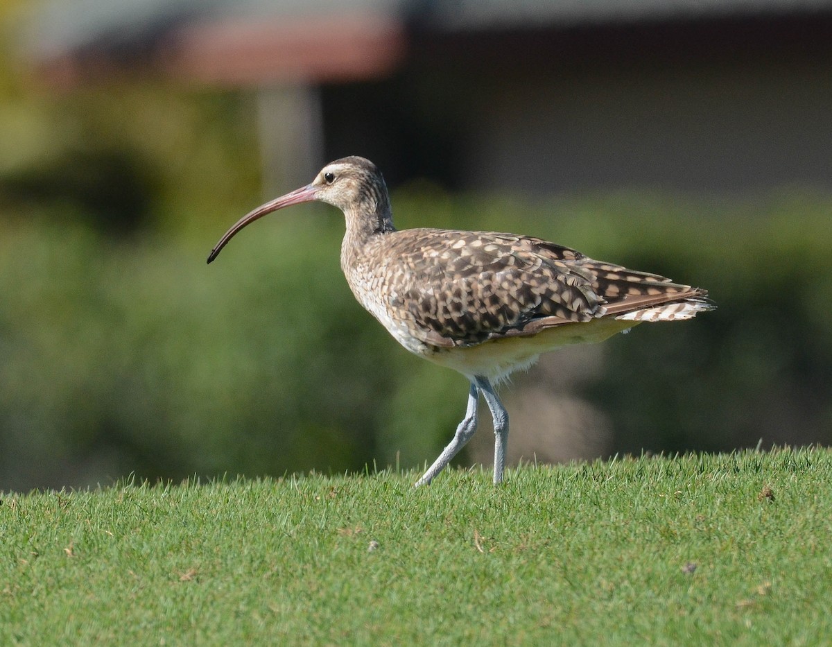Bristle-thighed Curlew - ML616340080