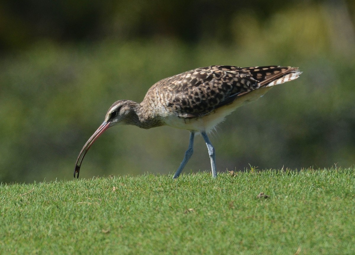 Bristle-thighed Curlew - ML616340081