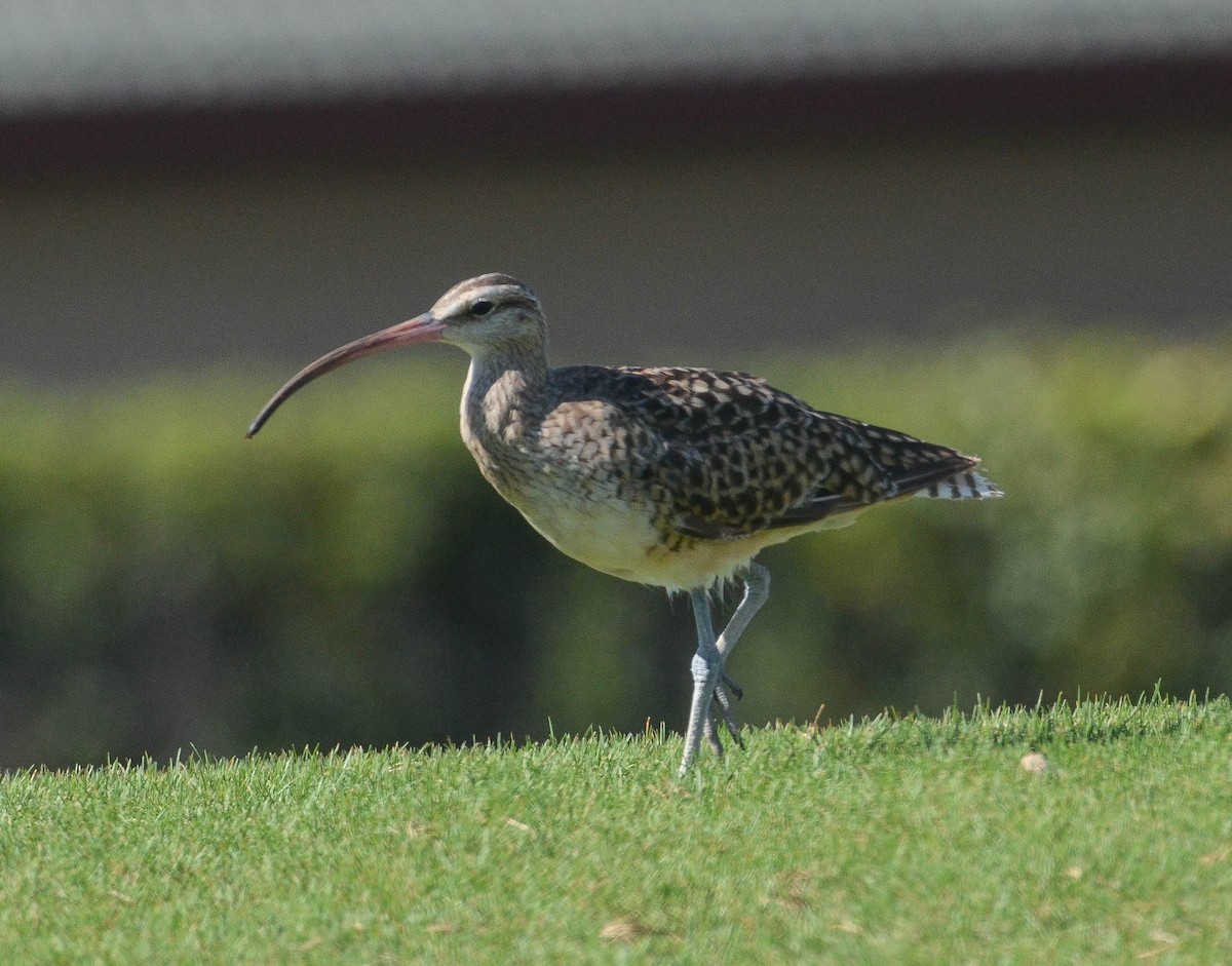 Bristle-thighed Curlew - ML616340082
