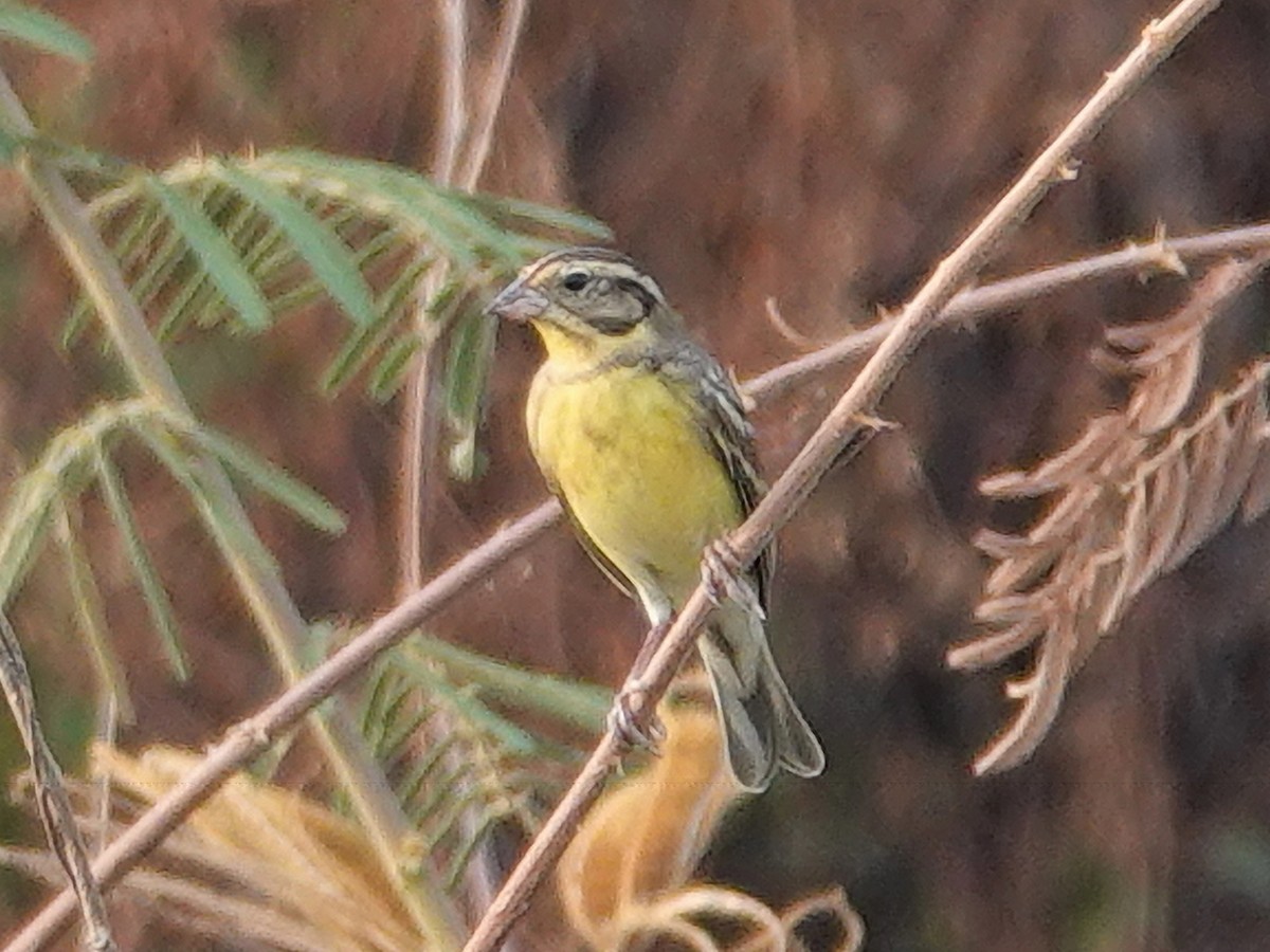 Yellow-breasted Bunting - ML616340199
