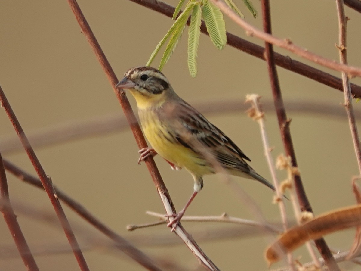 Yellow-breasted Bunting - ML616340201