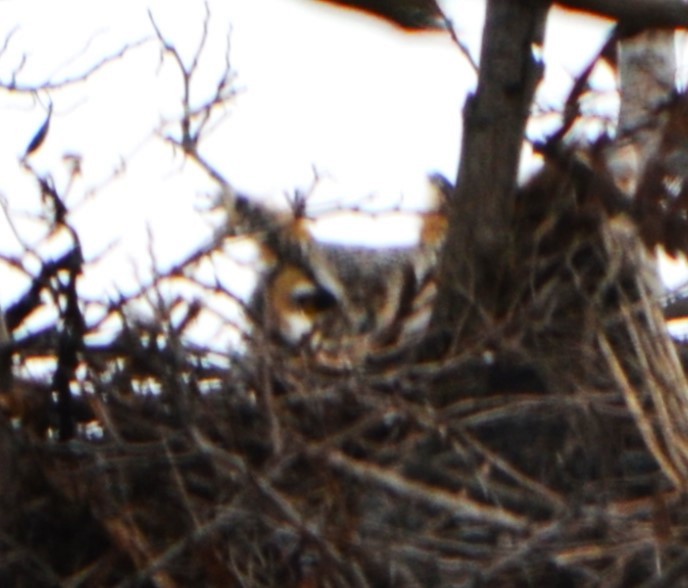 Great Horned Owl - ML616340252