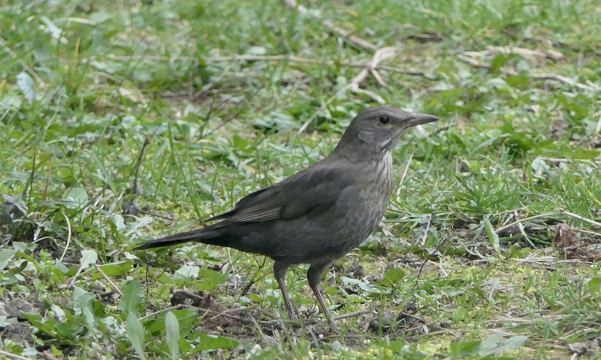 Eurasian Blackbird - ML616340322