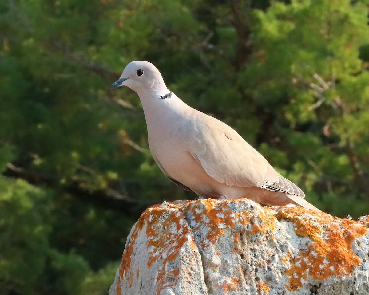 Eurasian Collared-Dove - ML616340325
