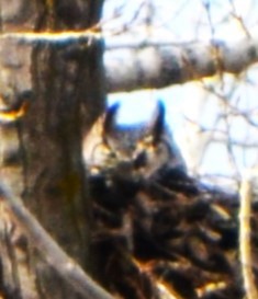 Great Horned Owl - ML616340470