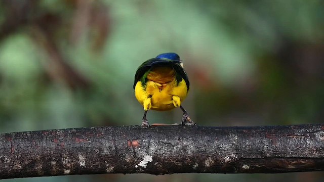 Black-chested Mountain Tanager - ML616340554