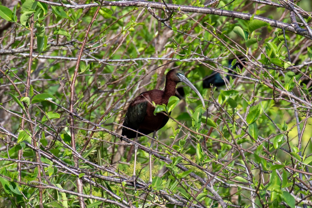 ibis hnědý/americký - ML616340581