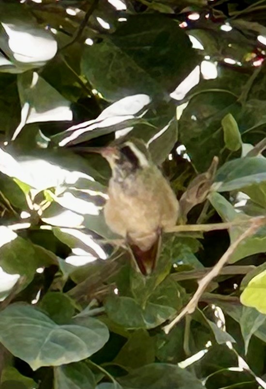 Xantus's Hummingbird - ML616340609