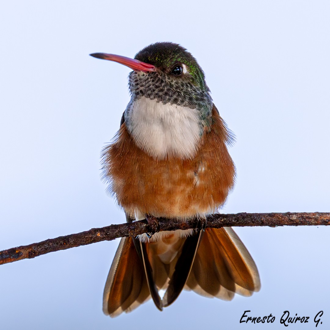Amazilia Hummingbird - ML616340631