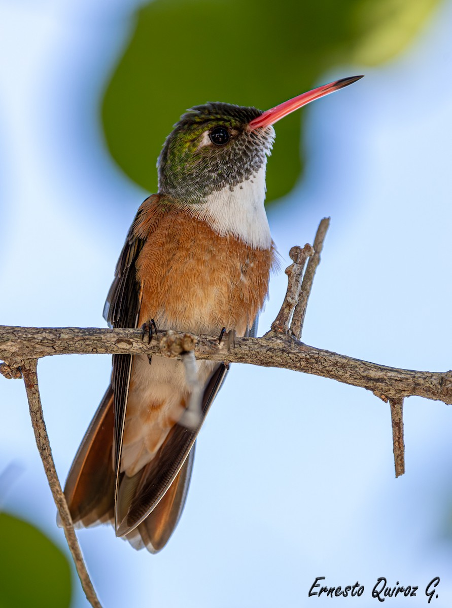 Amazilia Hummingbird - ML616340632