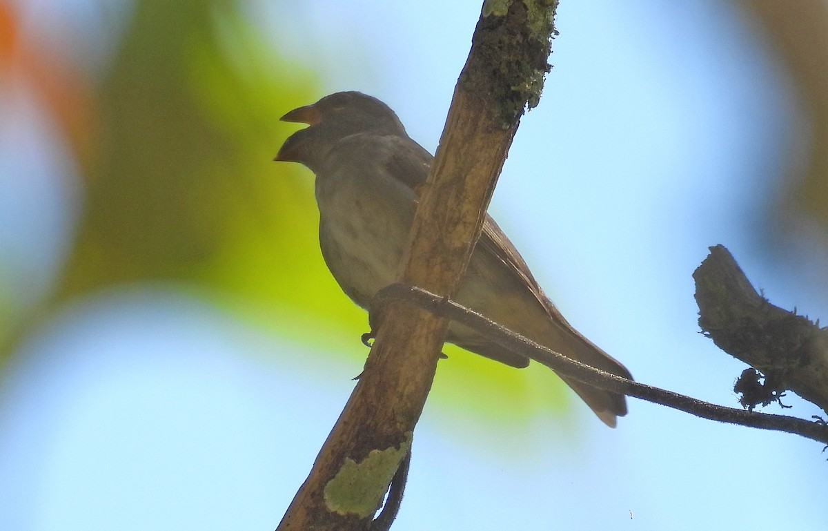 Slate-colored Seedeater - Jean Iron