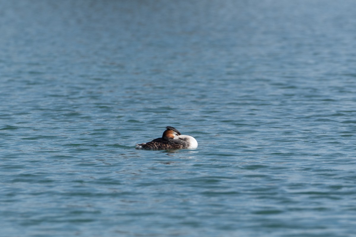 Great Crested Grebe - ML616340751