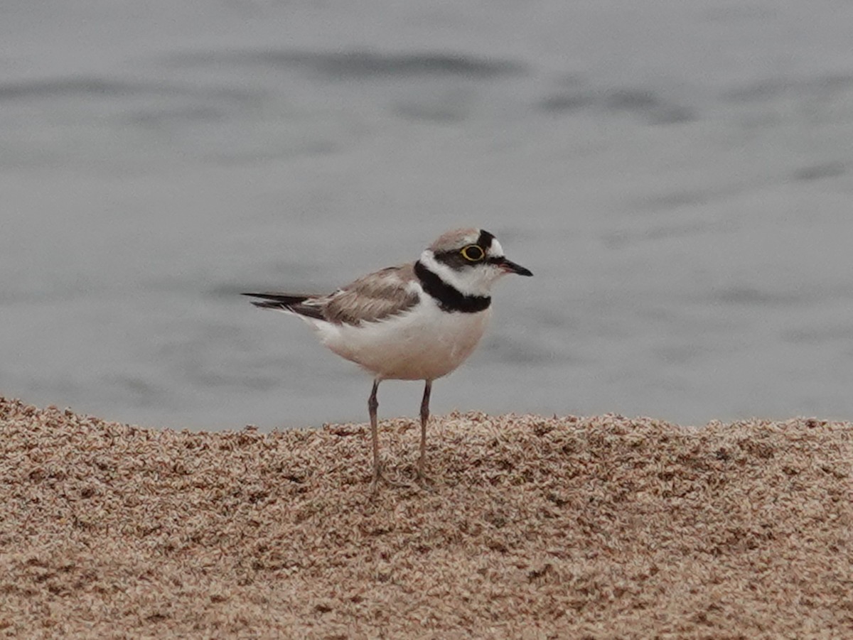 Little Ringed Plover - Barry Reed