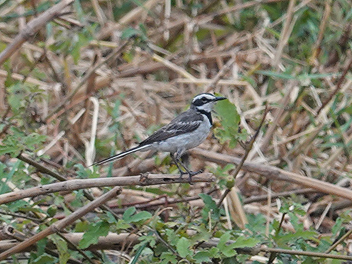 Mekong Wagtail - Barry Reed