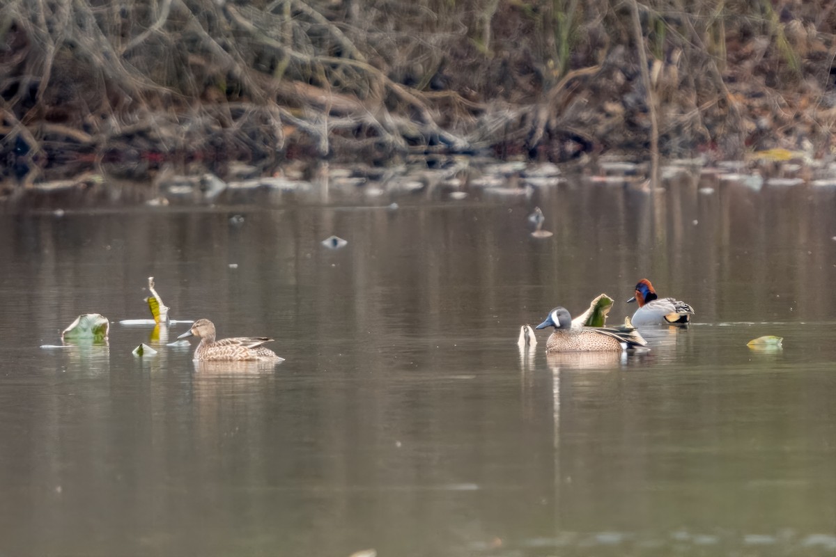 Blue-winged Teal - ML616340934