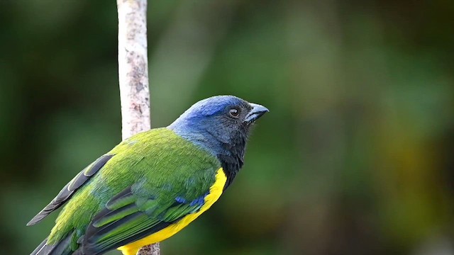 Black-chested Mountain Tanager - ML616340973