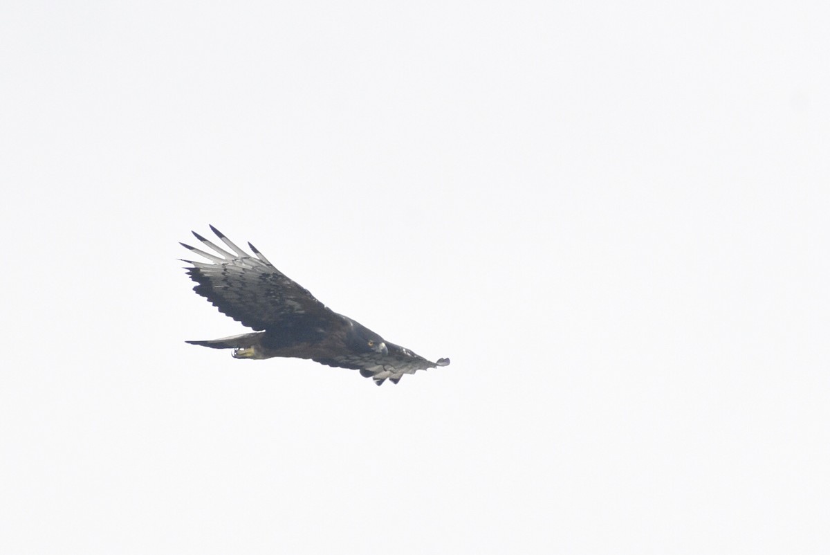 Black-and-chestnut Eagle - ML616341020