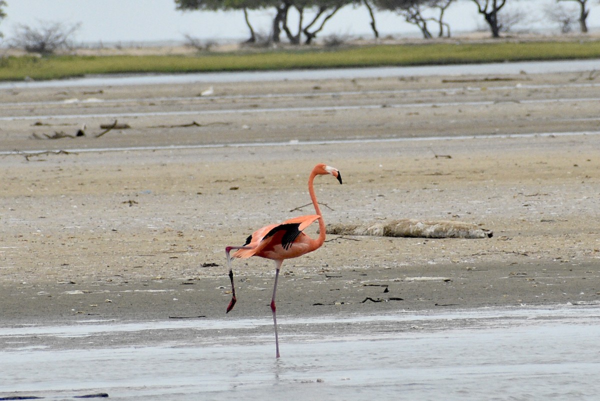 American Flamingo - Eli Anderson