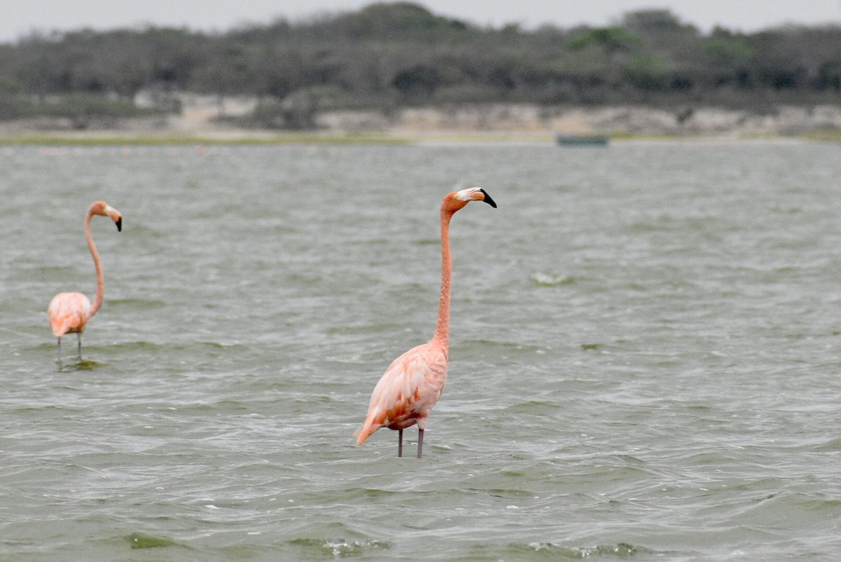American Flamingo - ML616341080