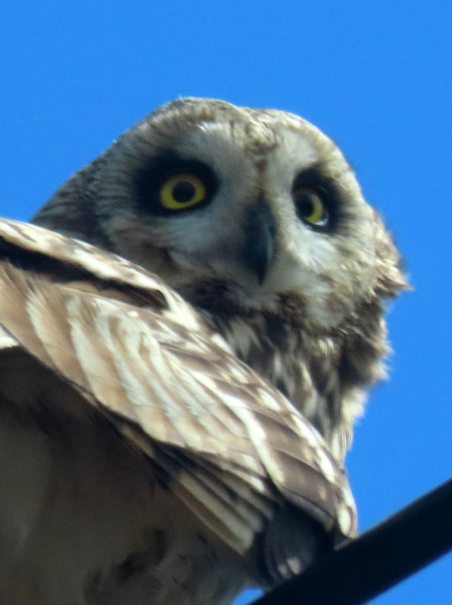 Short-eared Owl (Hawaiian) - ML616341082