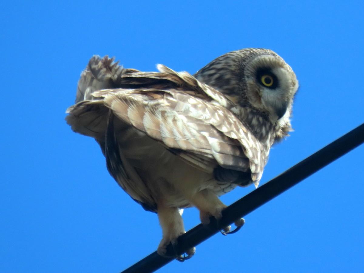Short-eared Owl (Hawaiian) - ML616341086