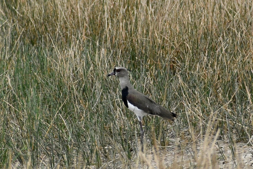 Southern Lapwing - Eli Anderson