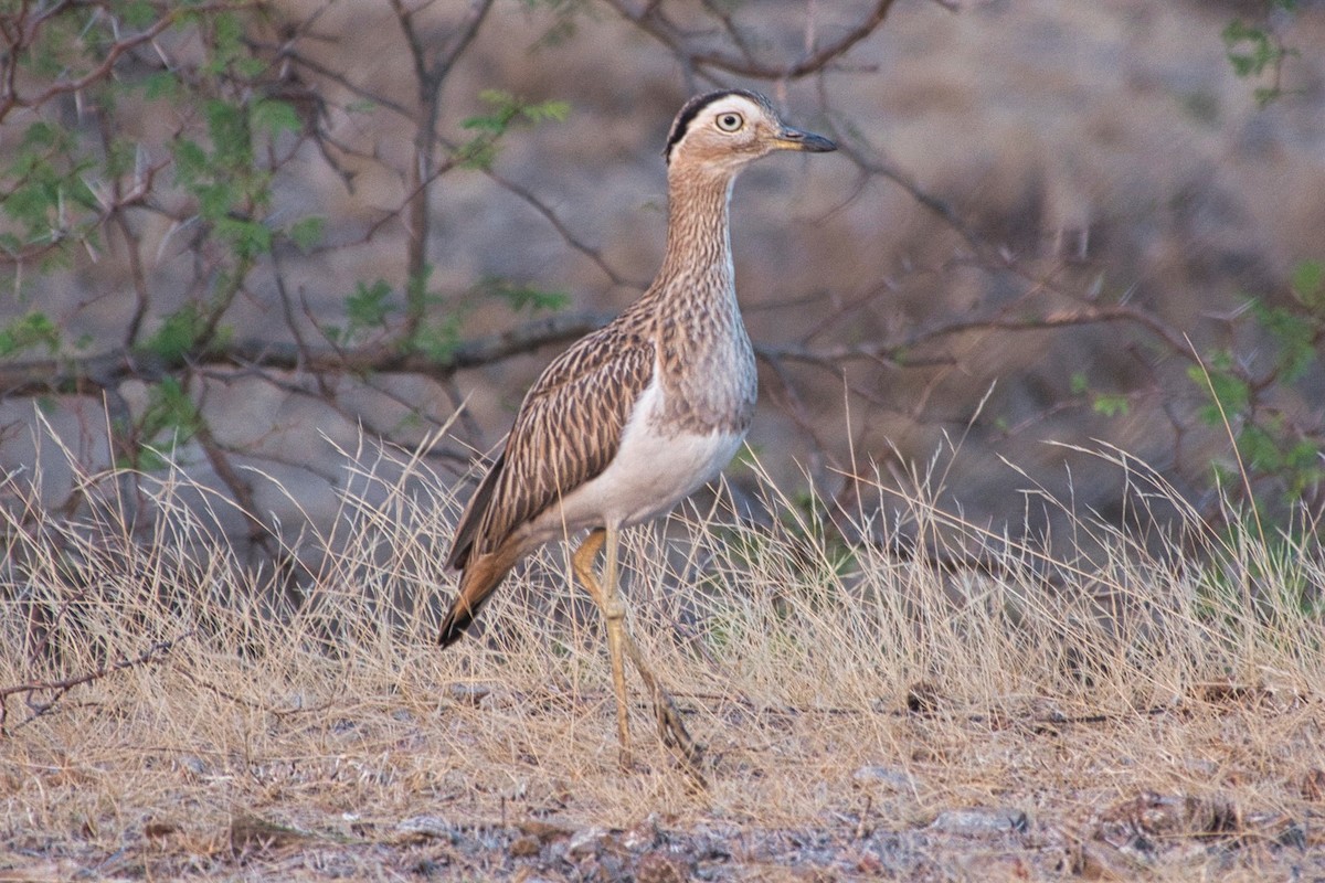Double-striped Thick-knee - ML616341117