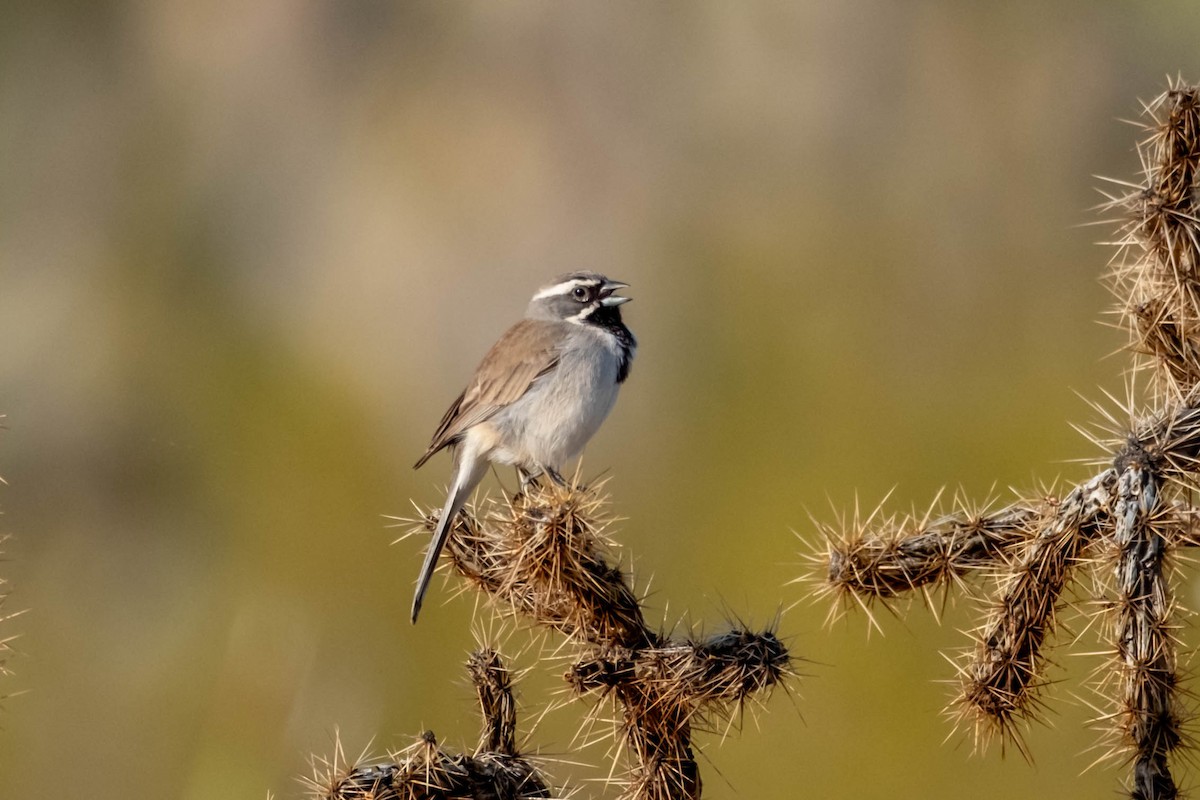 Black-throated Sparrow - ML616341204